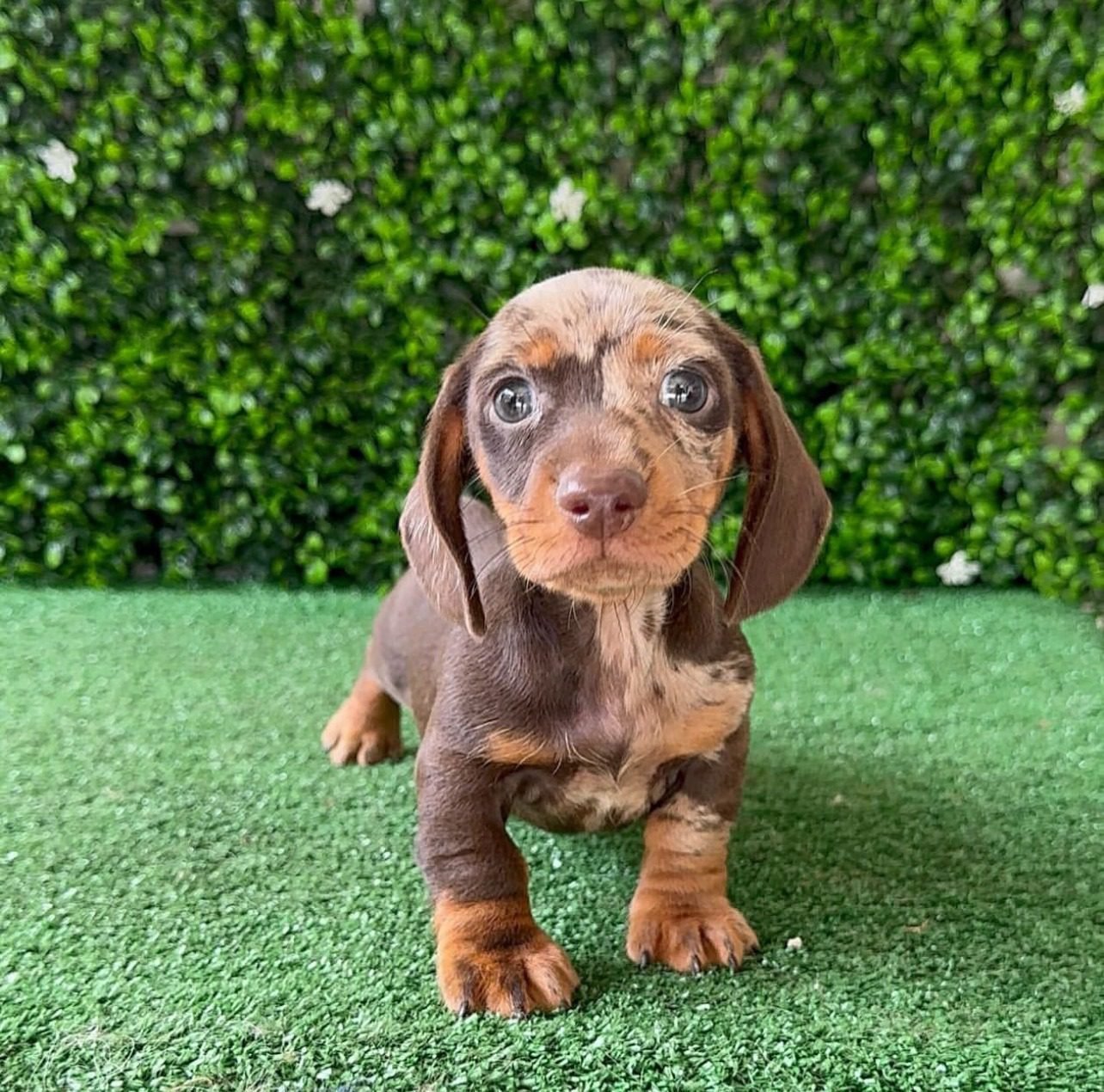 Teacup dachshund puppies for sale