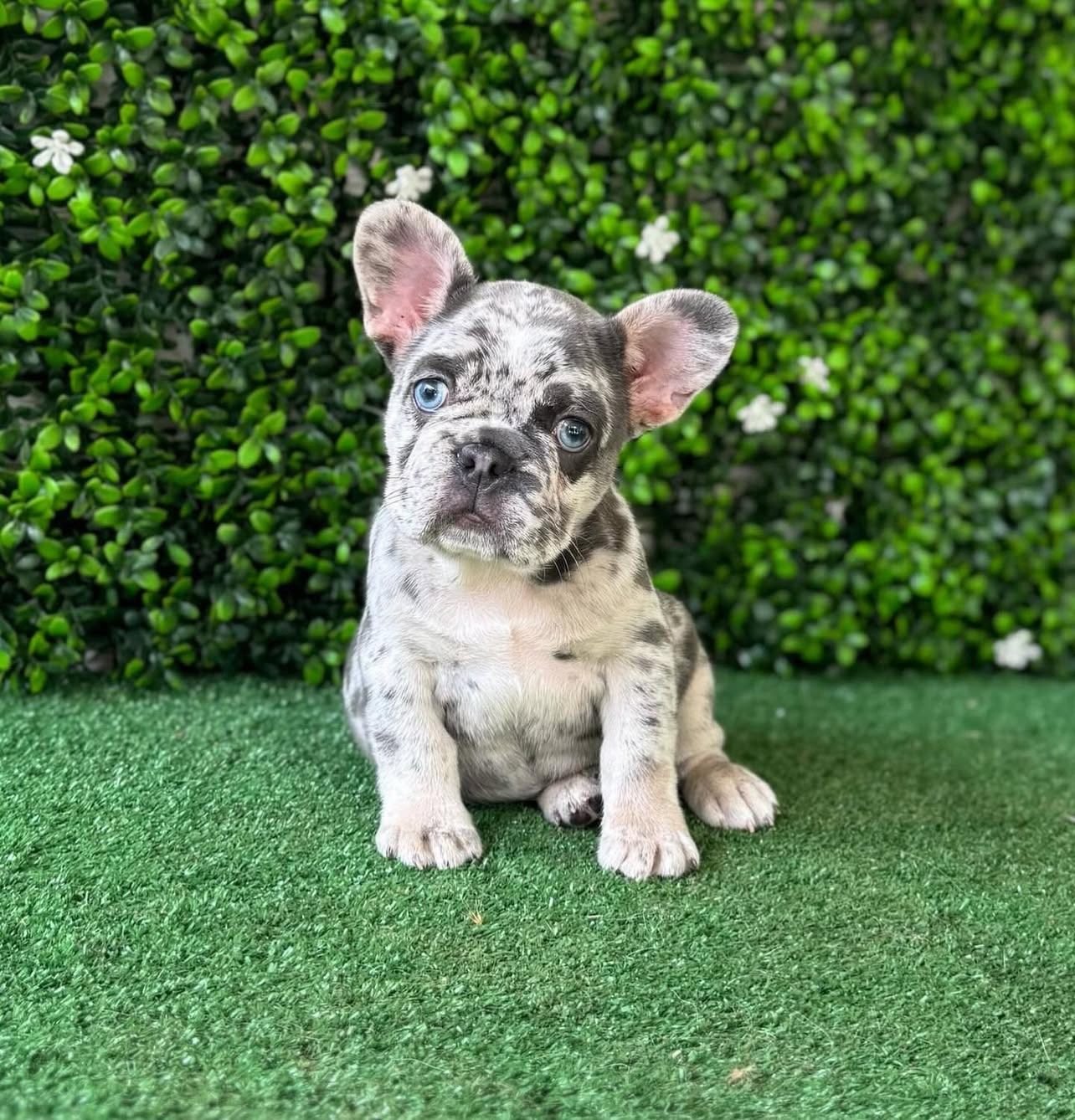 Teacup French Bulldog Puppies for sale