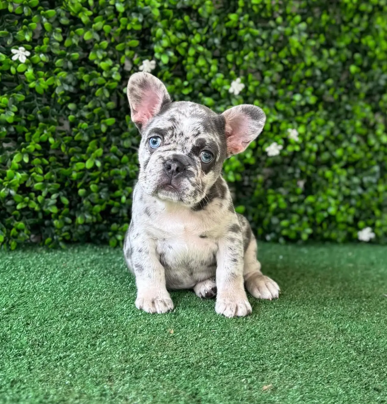 Teacup French Bulldog Puppies for sale Teacup French Bulldog Puppies for sale