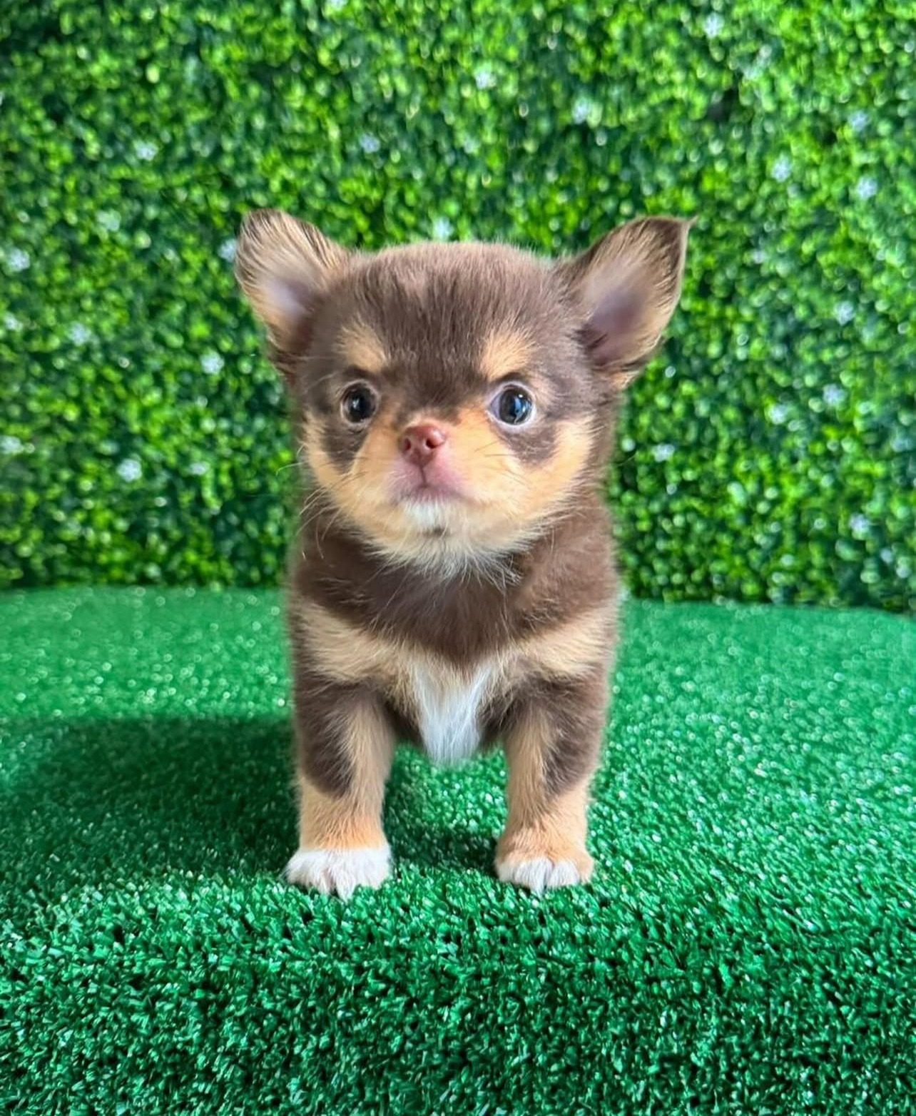 Teacup Chihuahua Puppies for sale