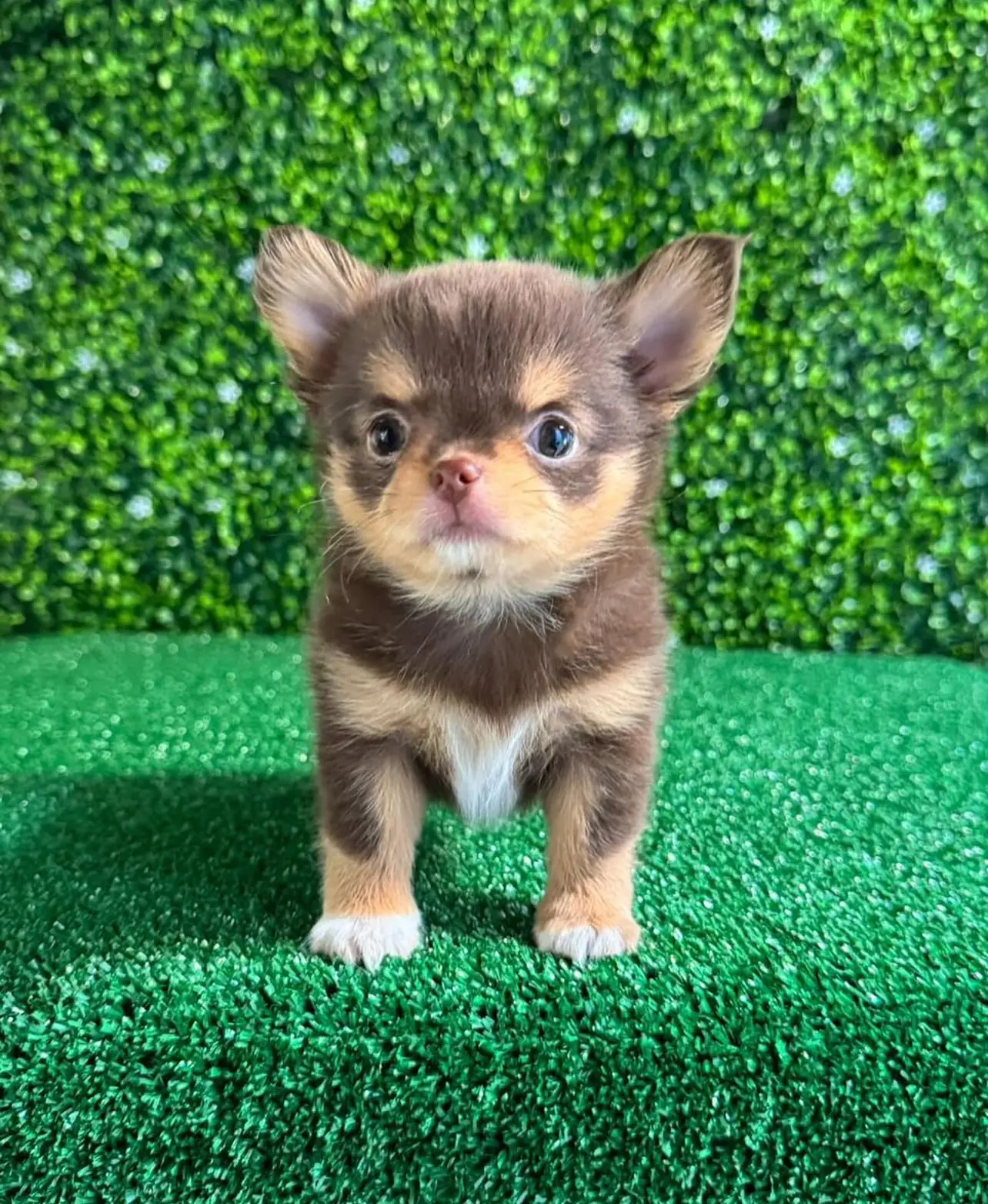 Teacup Chihuahua Puppies for sale Teacup Chihuahua Puppies for sale