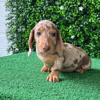 Dapple Dachshund for Sale – Premier teacup Puppies
