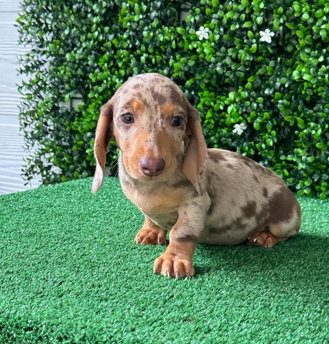 Dapple Dachshund for Sale – Premier teacup Puppies