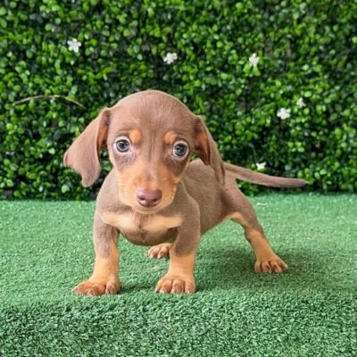 Wire Haired Dachshund Puppies for Sale | Premium Teacup Pups