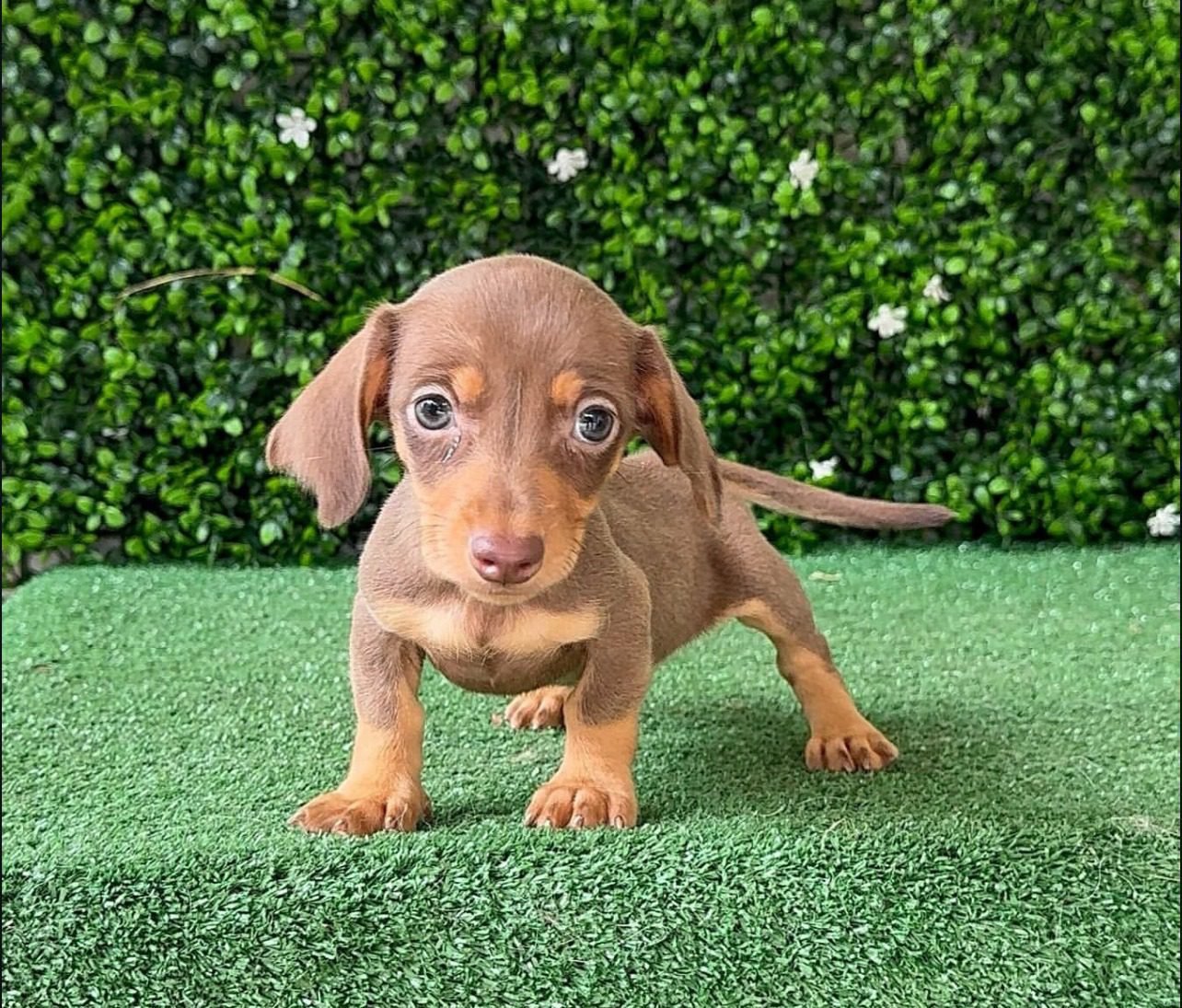Wire Haired Dachshund Puppies for Sale | Premium Teacup Pups