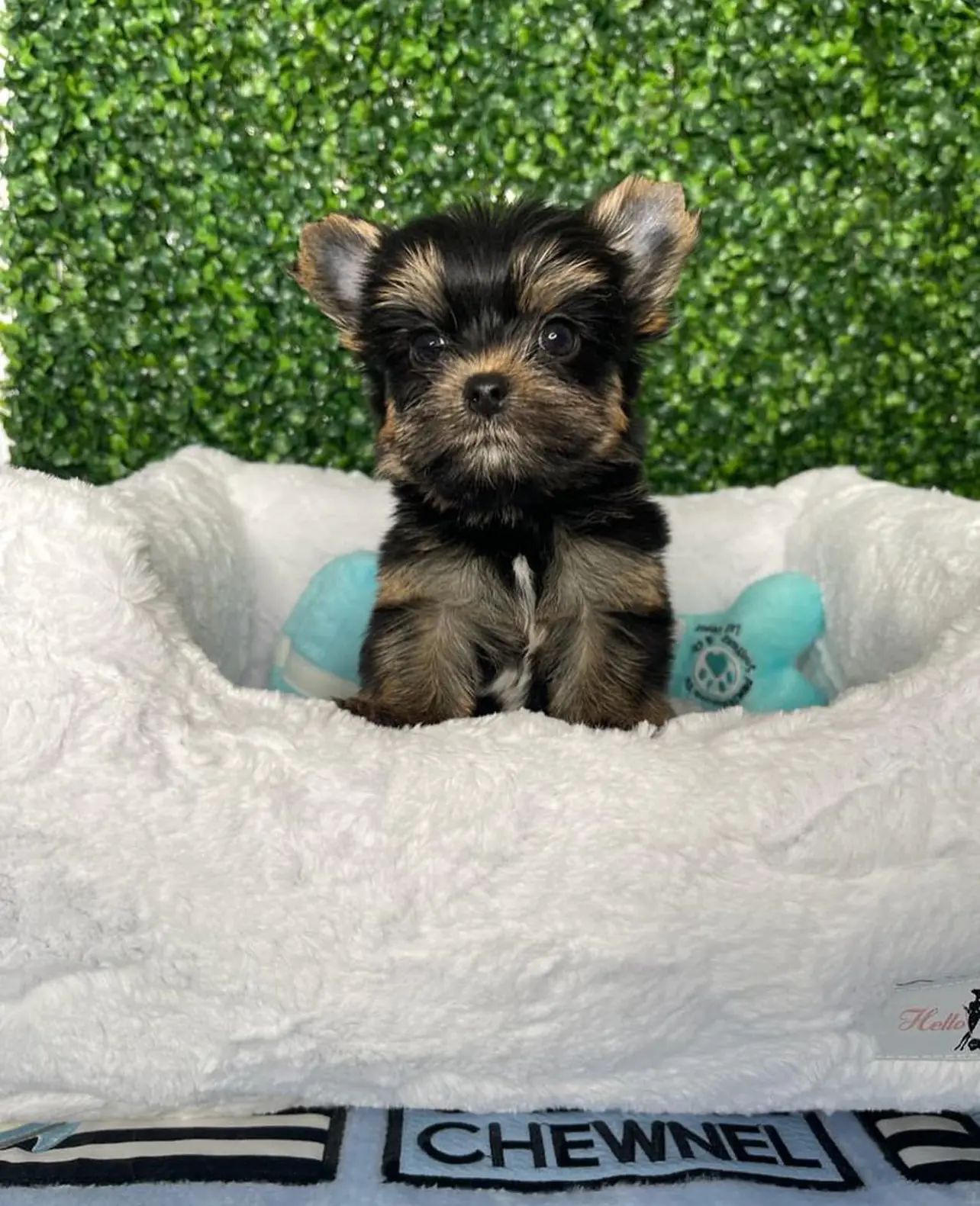 Teacup Yorkie Puppies for sale Teacup Yorkie Puppies for sale