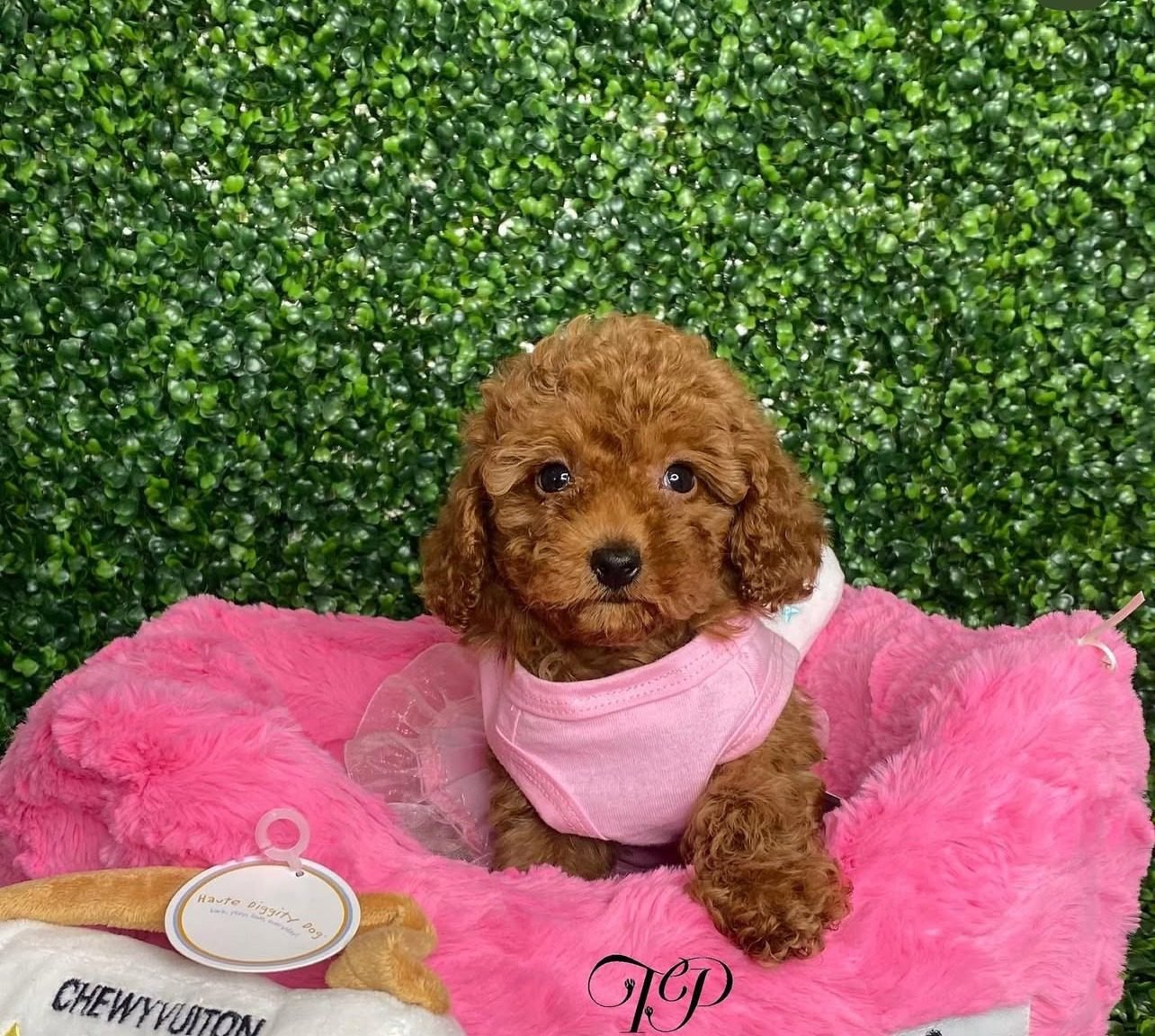 Teacup Poodle Puppies for sale