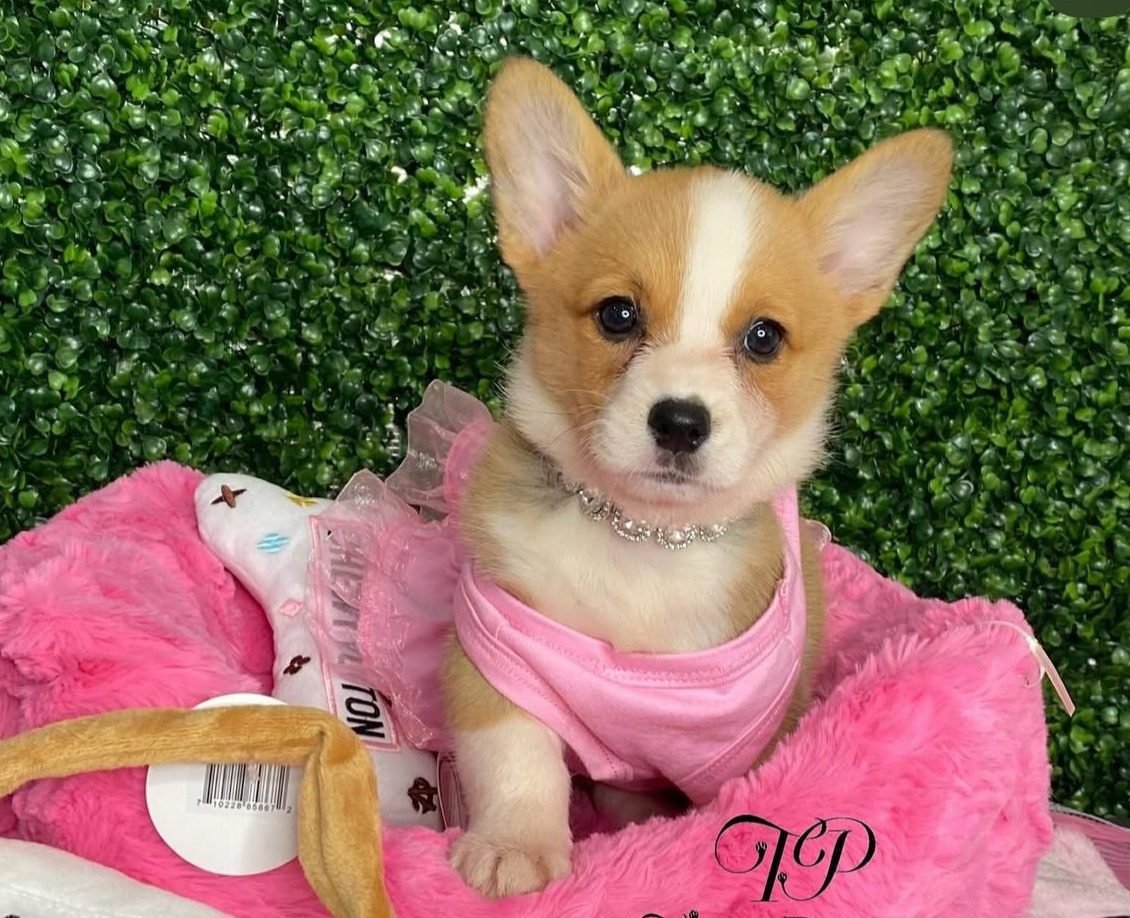 Teacup Corgi Puppies for sale