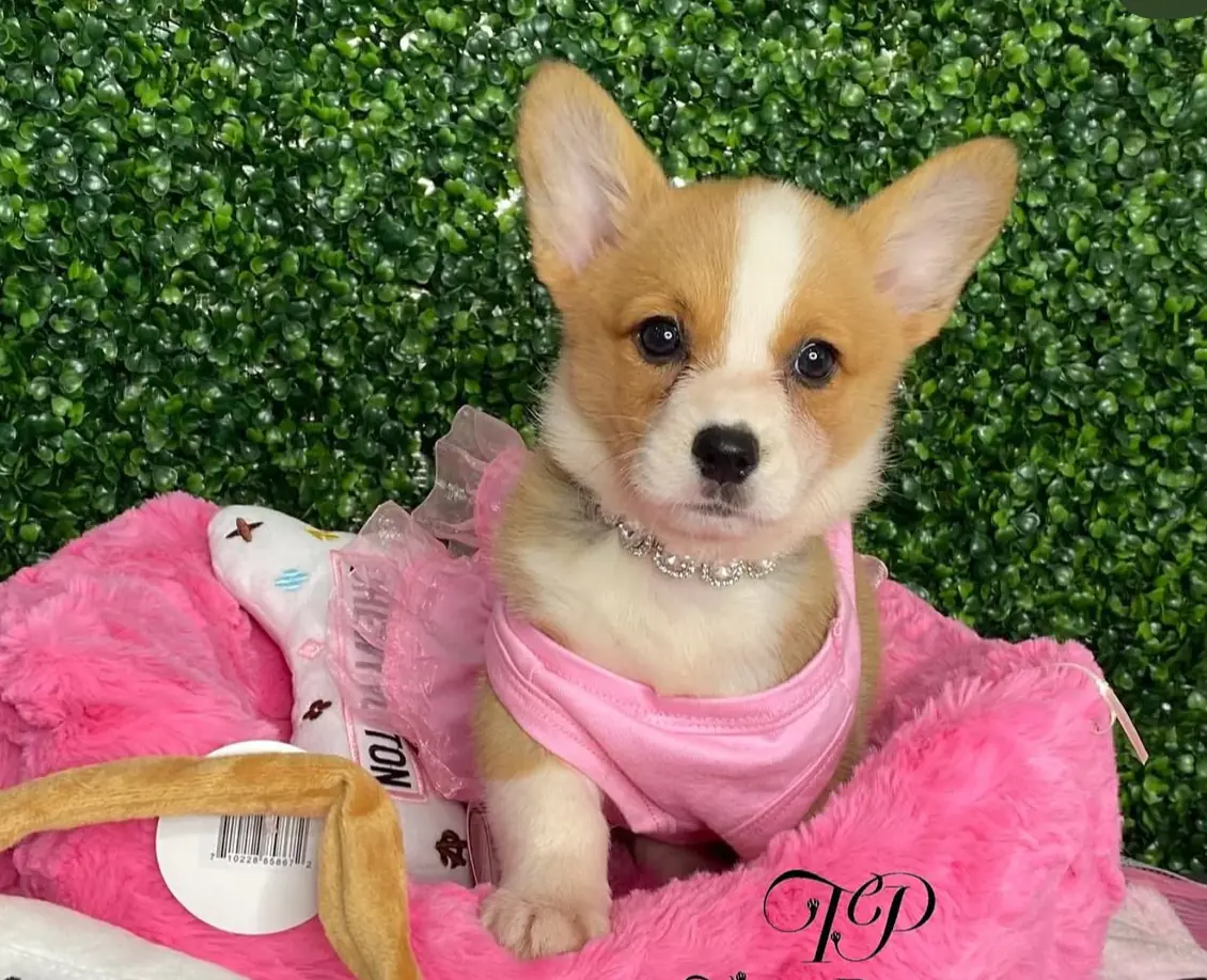 Teacup Corgi Puppies for sale Teacup Corgi Puppies for sale