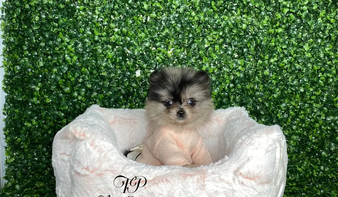 Teacup Pomeranian Puppies for sale Teacup Pomeranian Puppies for sale