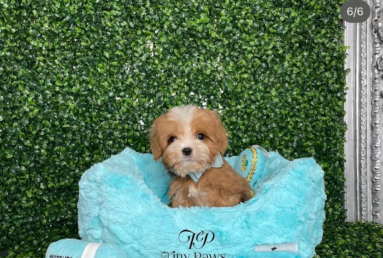 Teacup Cavapoo Puppies for sale