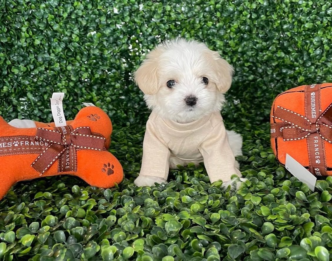 Teacup Maltipoo Puppies for sale