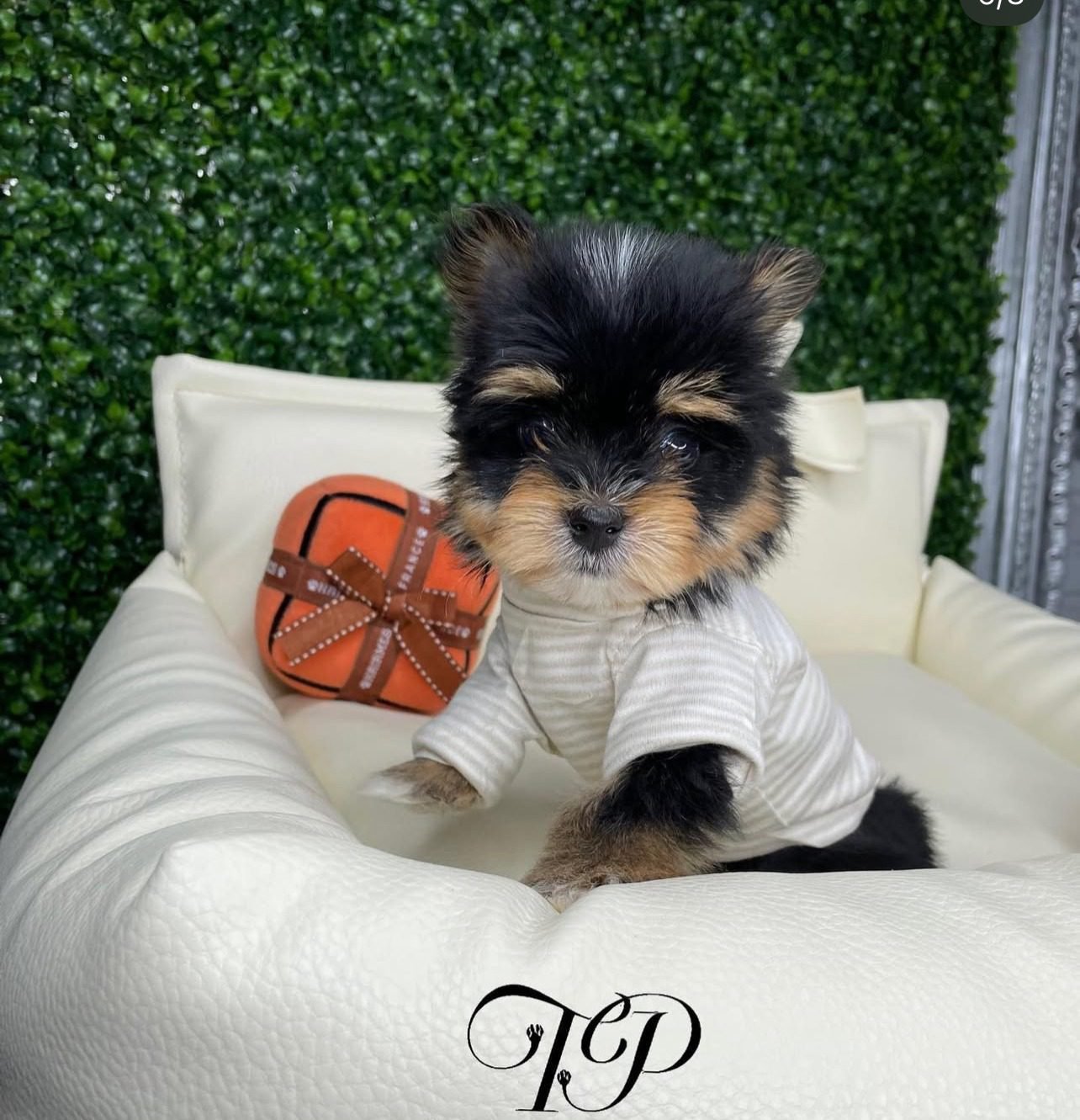 Teacup Morkie Puppies for sale
