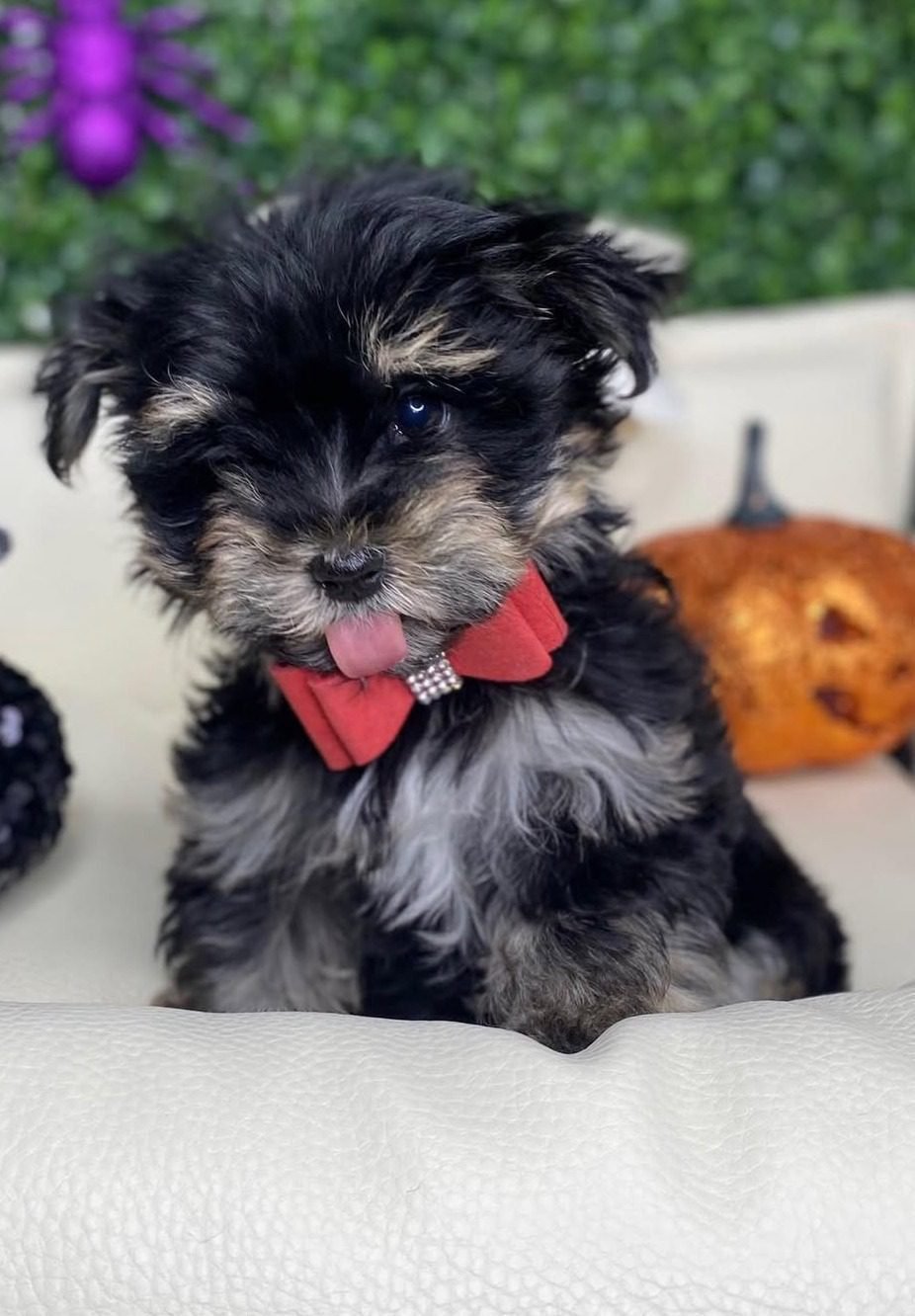 Teacup Yorkie Poo Puppies for sale