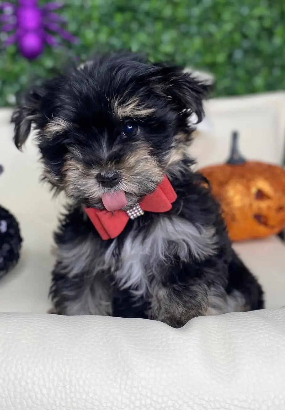 Teacup Yorkie Poo Puppies for sale Teacup Yorkie Poo Puppies for sale