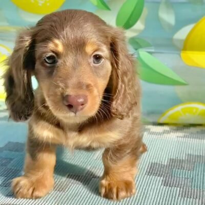 Fluffy Dachshund Puppies for Sale | Premier teacup Puppies