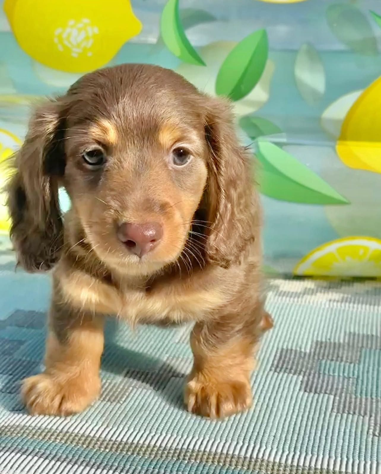 Fluffy Dachshund Puppies for Sale | Premier teacup Puppies