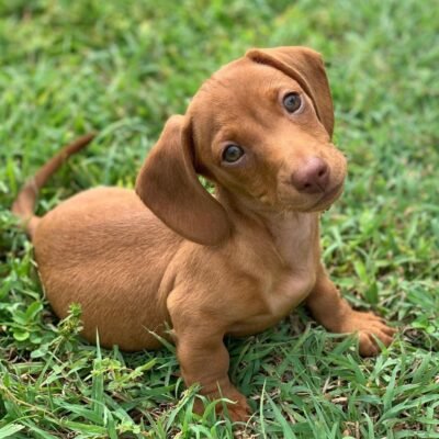 Blue Dapple Dachshund Puppies for Sale | Premium Teacup Pups