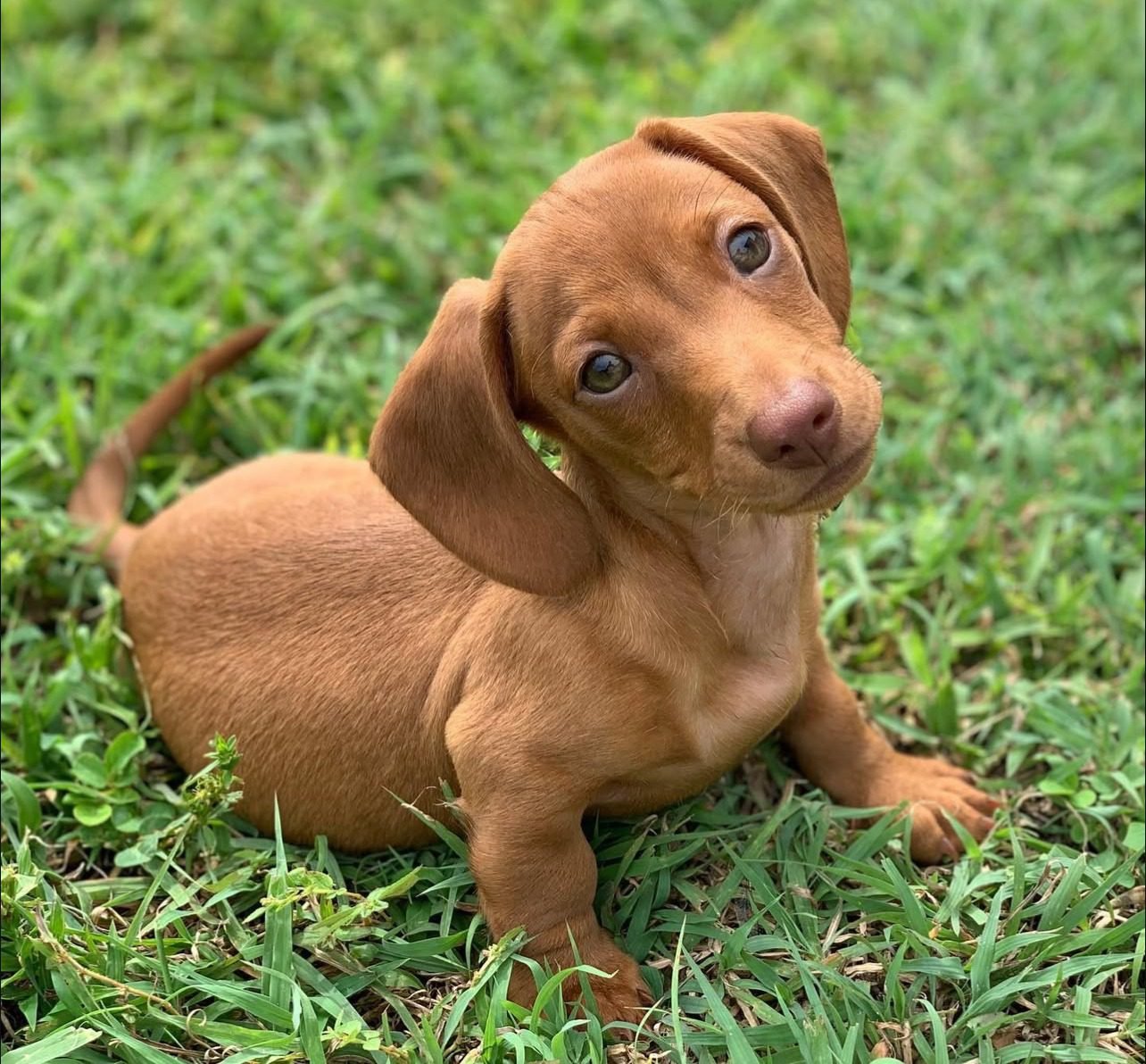 Blue Dapple Dachshund Puppies for Sale | Premium Teacup Pups