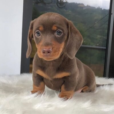What is a Piebald Dachshund? | Premier teacup Puppies