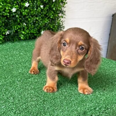 Mini Dachshund Puppies for Sale | Premier teacup Puppies