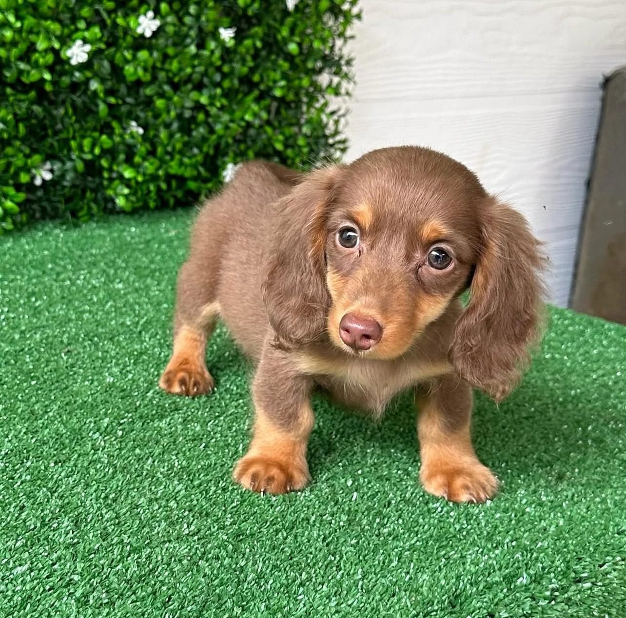 Mini Dachshund Puppies for Sale | Premier teacup Puppies