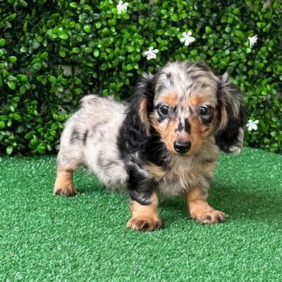 Dachshunds for Sale in Ohio | Premier teacup Puppies