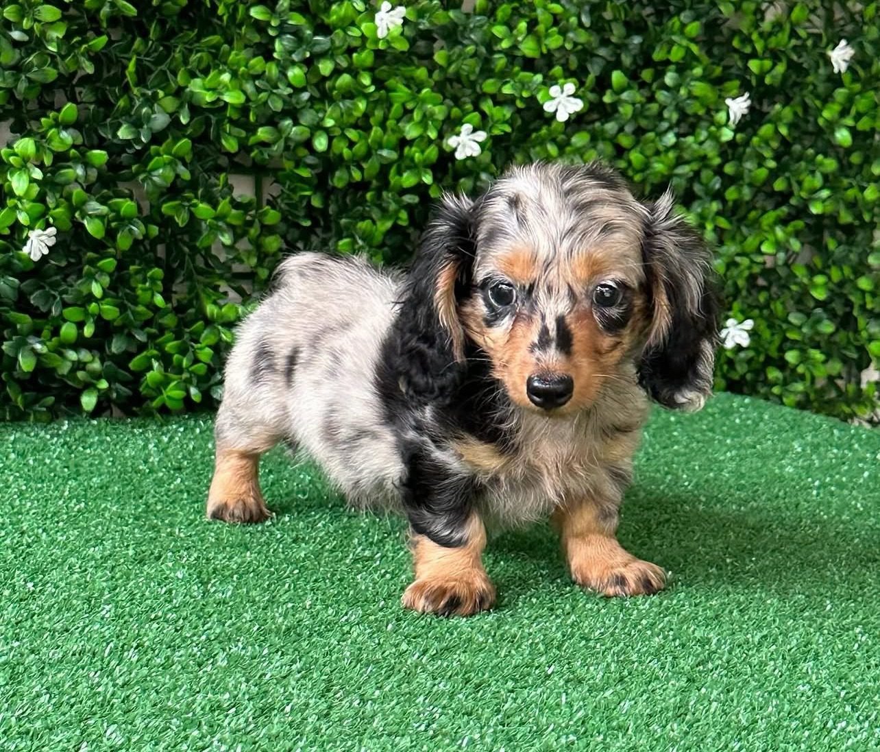 Dachshunds for Sale in Ohio | Premier teacup Puppies