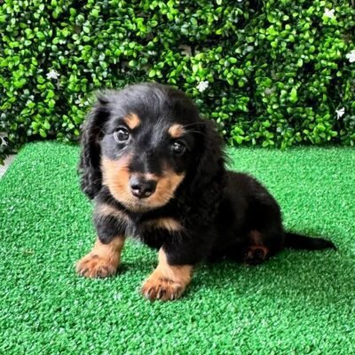 Long Haired Dapple Dachshund Puppies for Sale