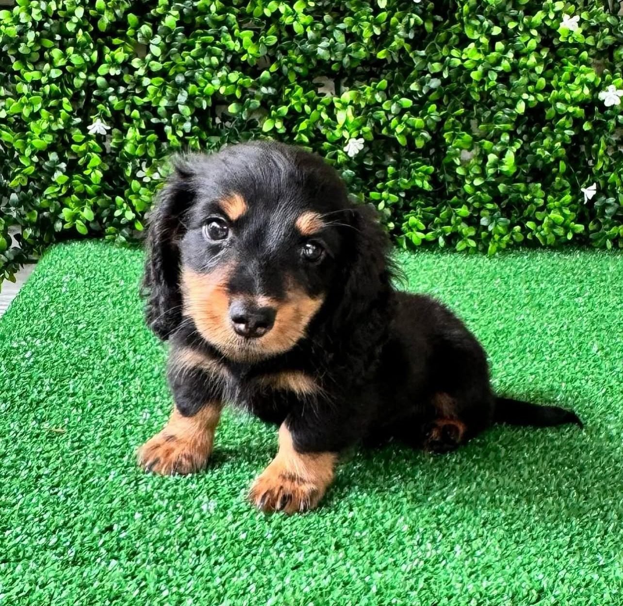 Long Haired Dapple Dachshund Puppies for Sale
