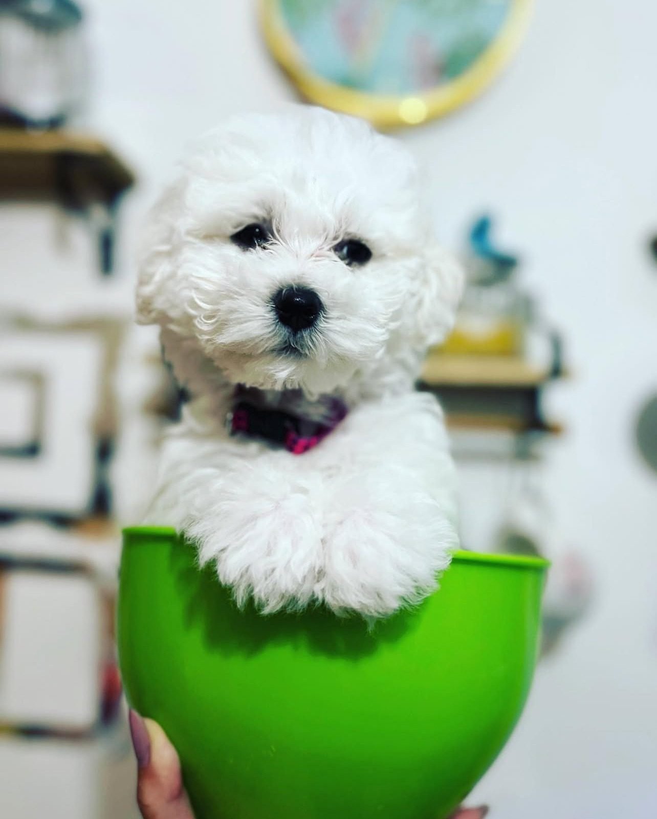 Teacup Bichon Frise Puppies for sale