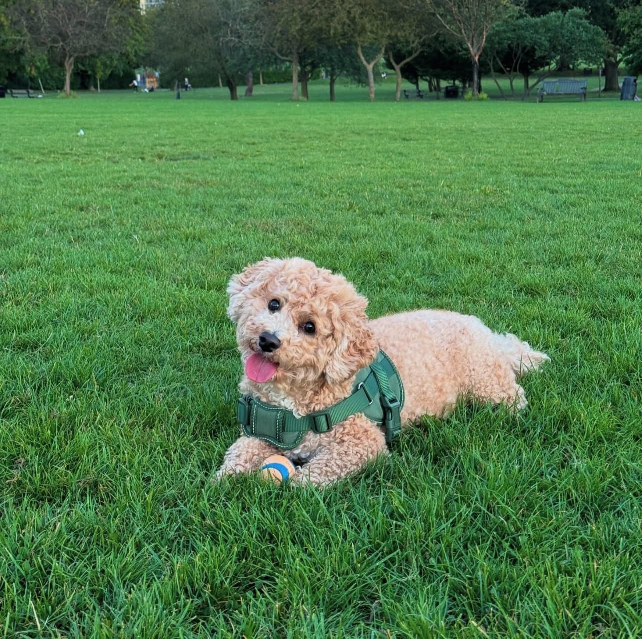 Teacup Poochon Puppies for sale