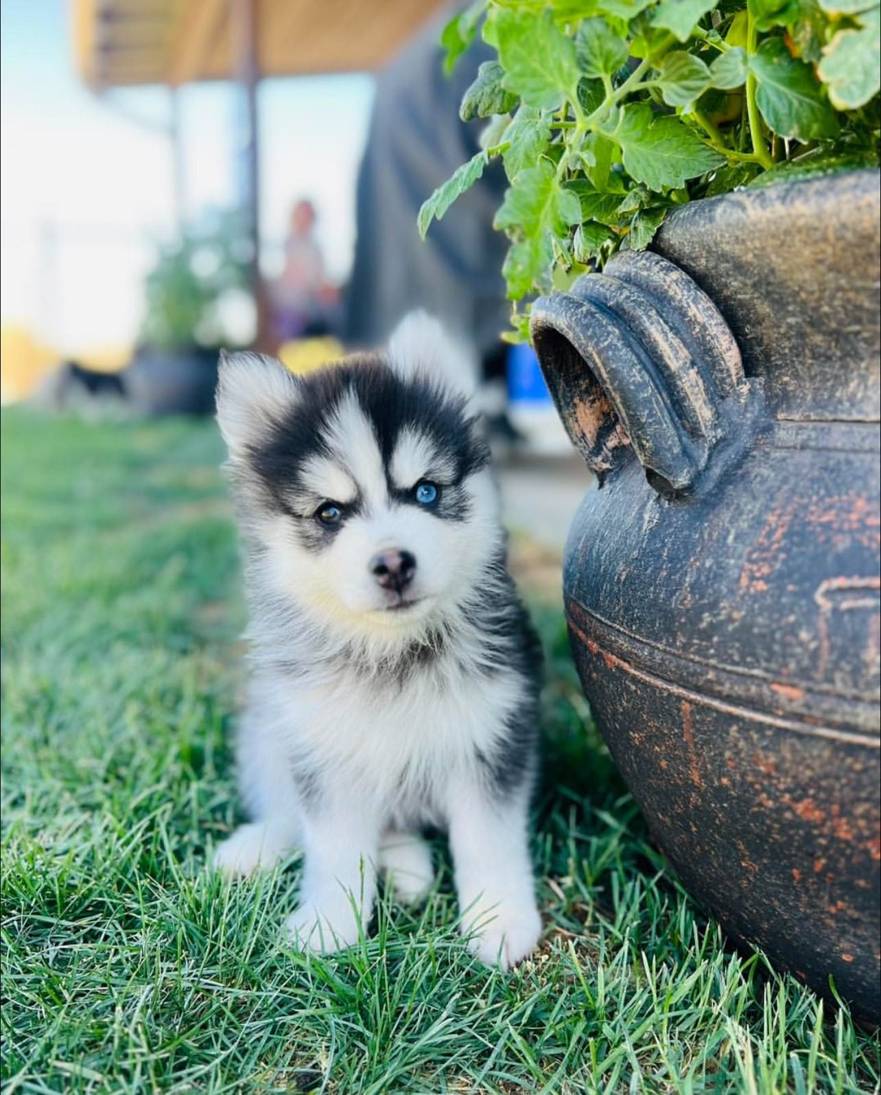 Teacup Pomsky Puppies for sale