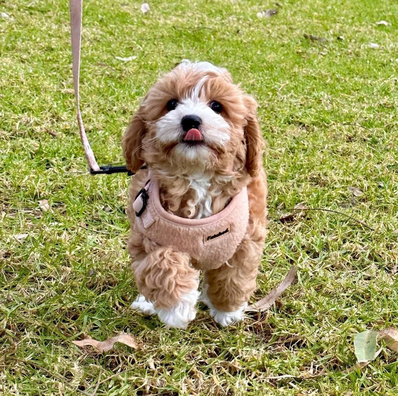 Teacup Cockapoo puppies for sale
