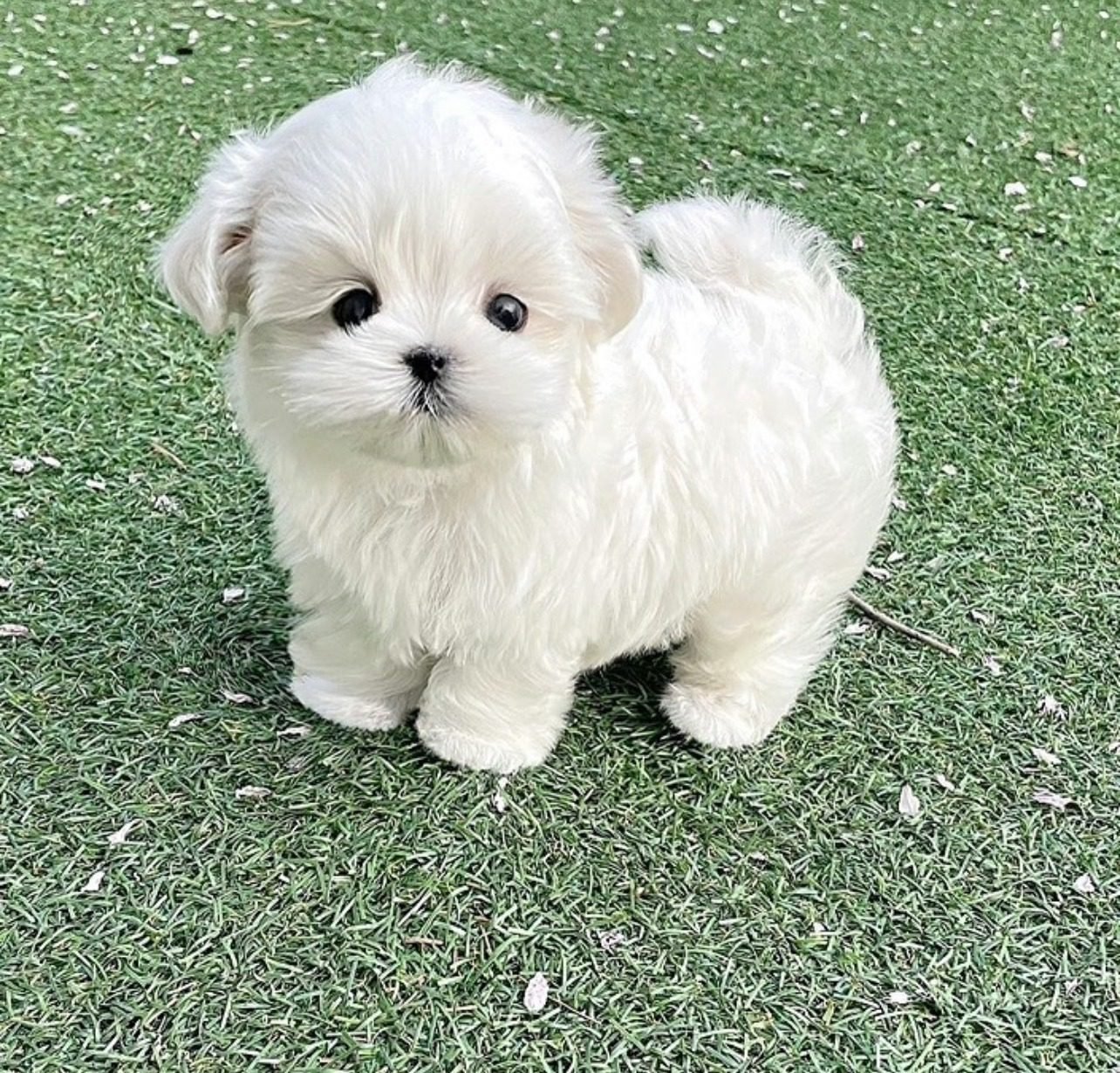 Teacup Maltese Puppies for sale