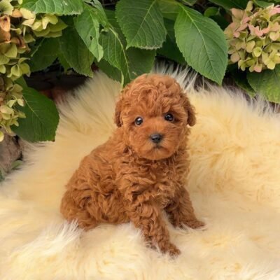 Toy Poodle Puppies for Sale | Premier teacup Puppies