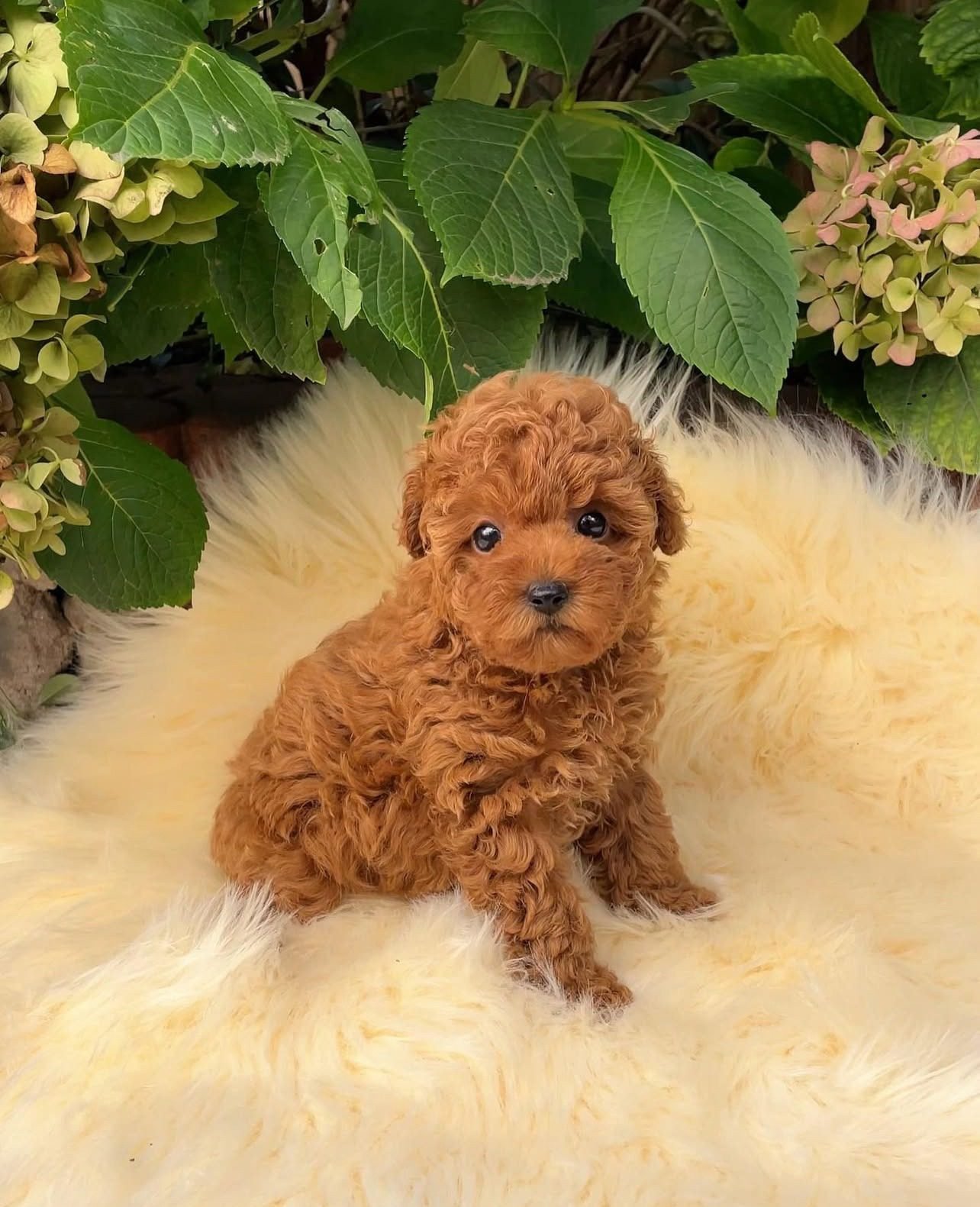Toy Poodle Puppies for Sale | Premier teacup Puppies