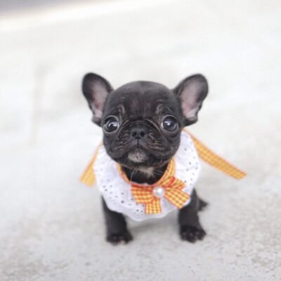 Teacup French Bulldog Puppies for Sale – Premium Teacup Pups