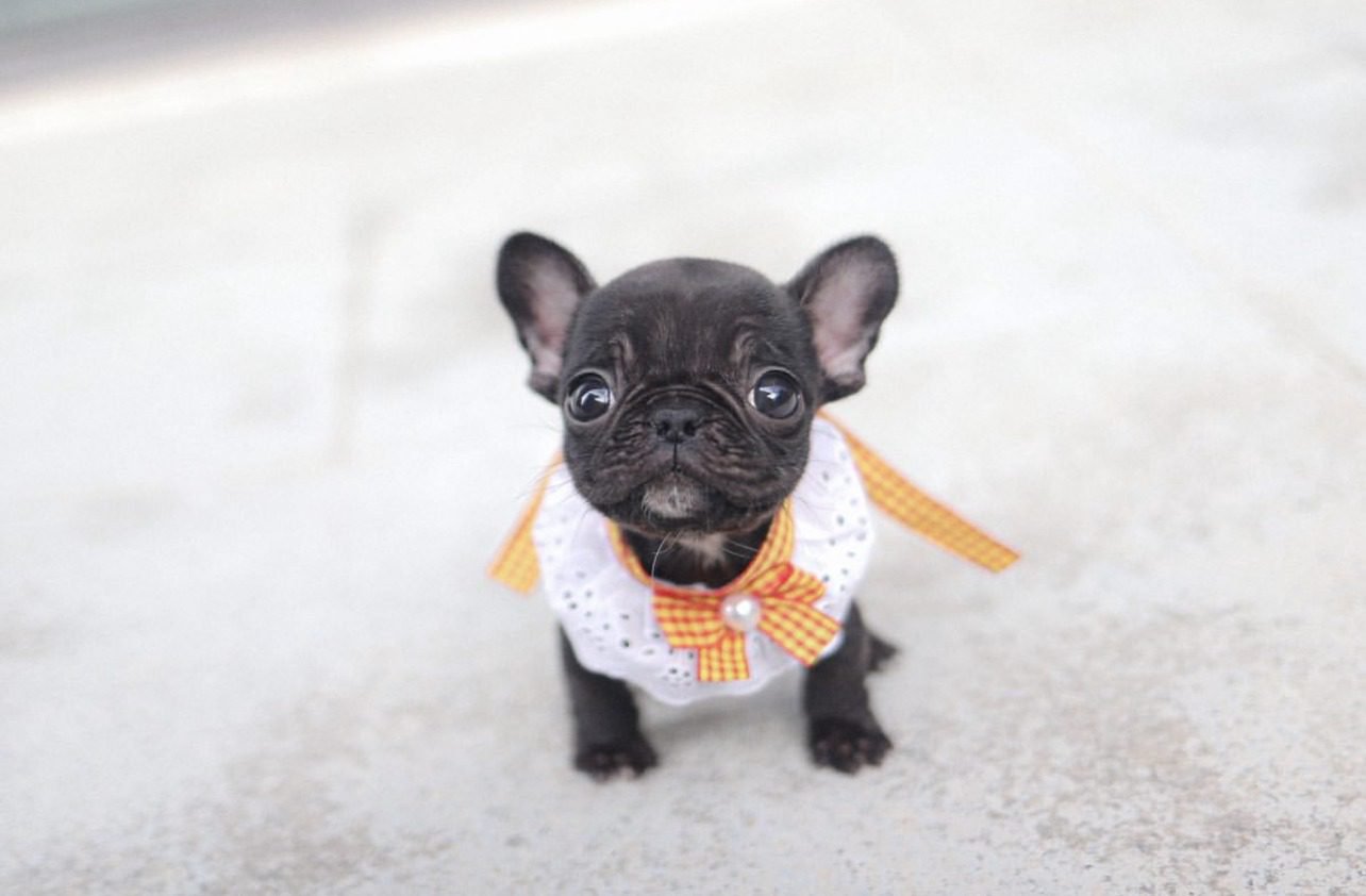 Teacup French Bulldog Puppies for Sale – Premium Teacup Pups