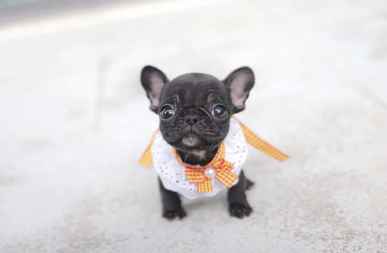 Teacup French Bulldog Puppies for Sale – Premium Teacup Pups