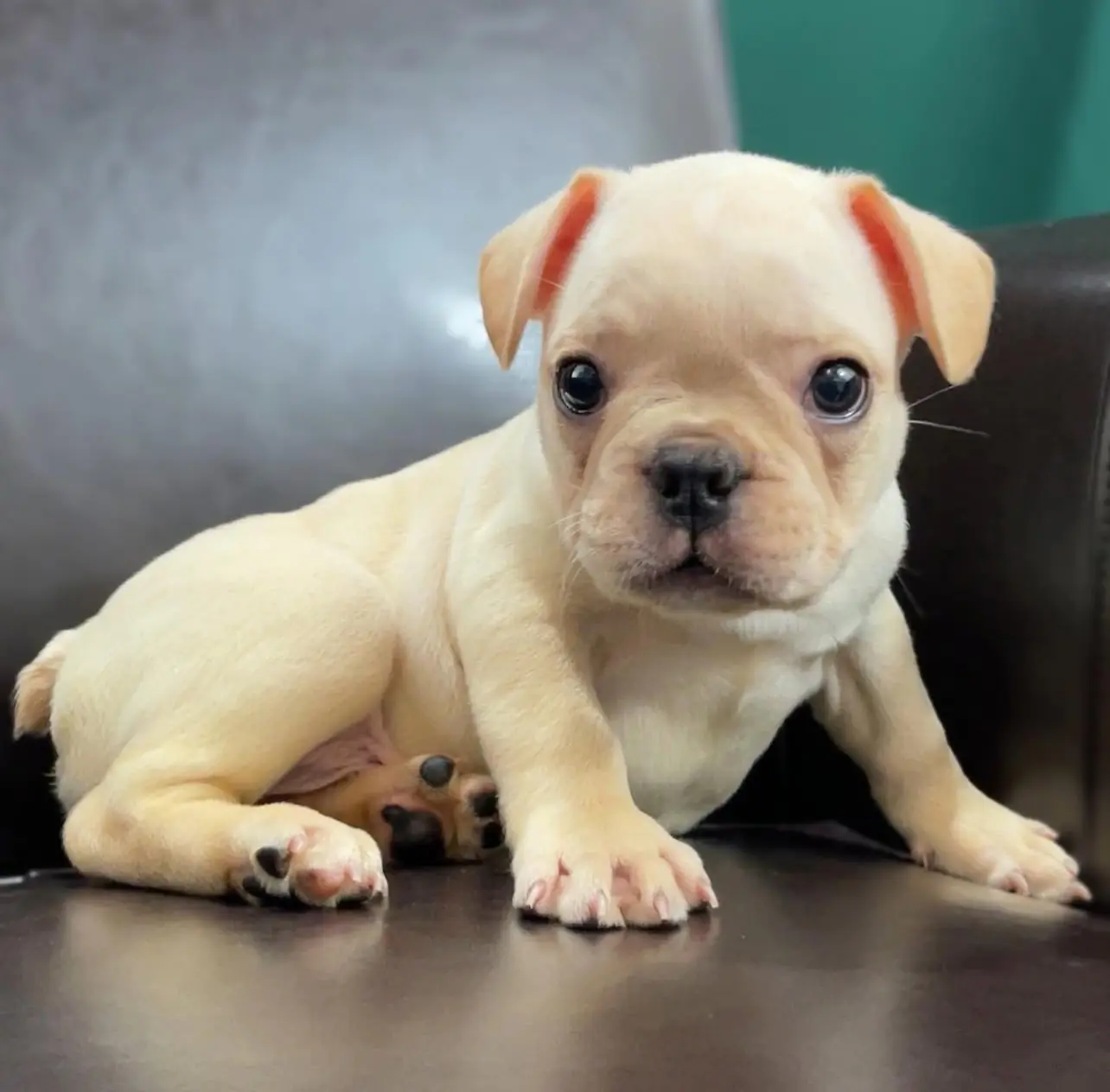 "Mini French Bulldog Puppies for Sale – Premier teacup Puppies"​