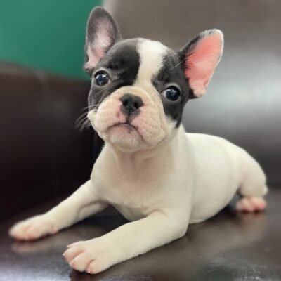 Affordable French Bulldog Puppies for Sale Under $500