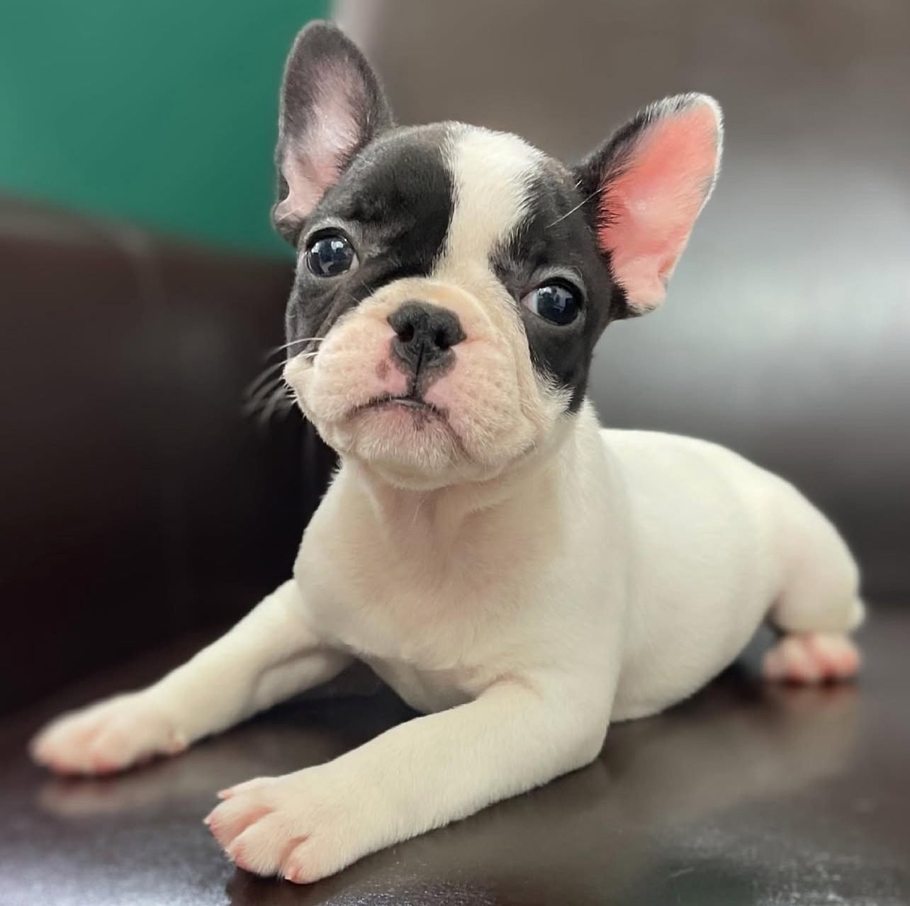 Affordable French Bulldog Puppies for Sale Under $500