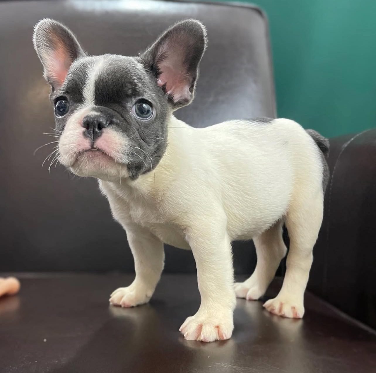 French Bulldog puppies for sale under $1000 dollars