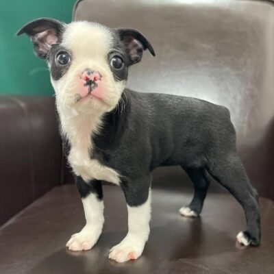 Red and White Boston Terriers for Sale Under $500