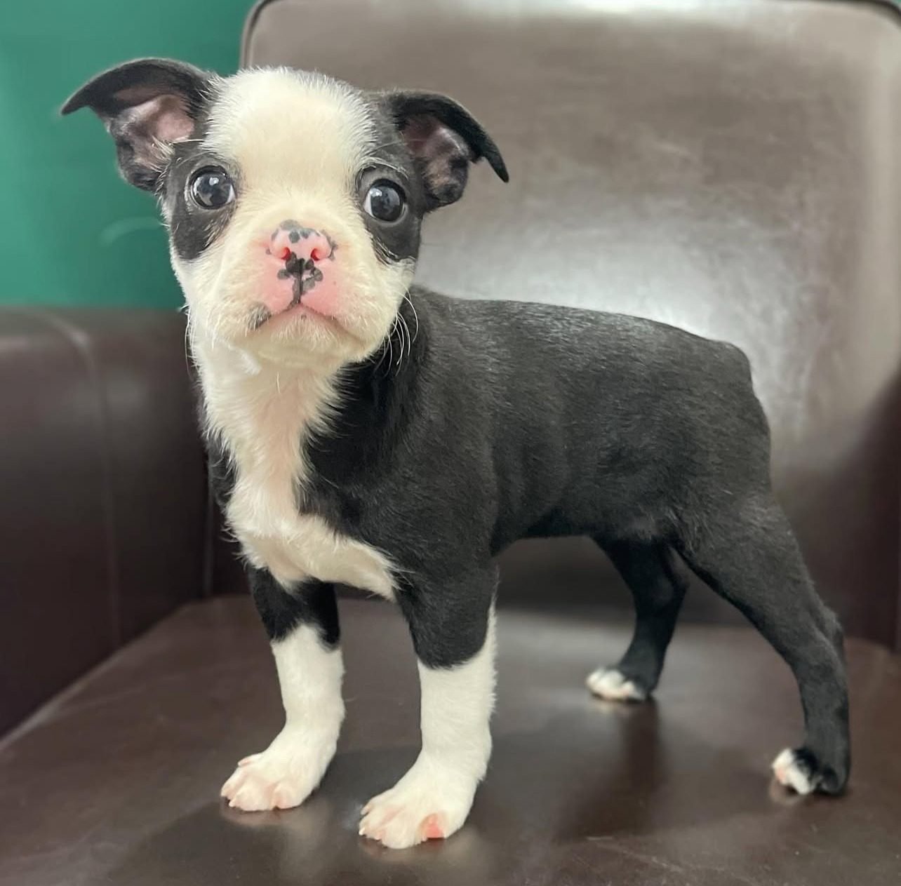 Red and White Boston Terriers for Sale Under $500