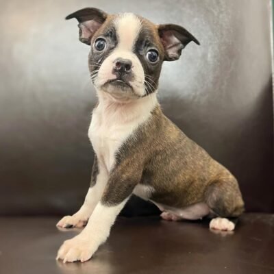 Boston Terrier Puppies for Sale in Texas – Premier teacup Puppies