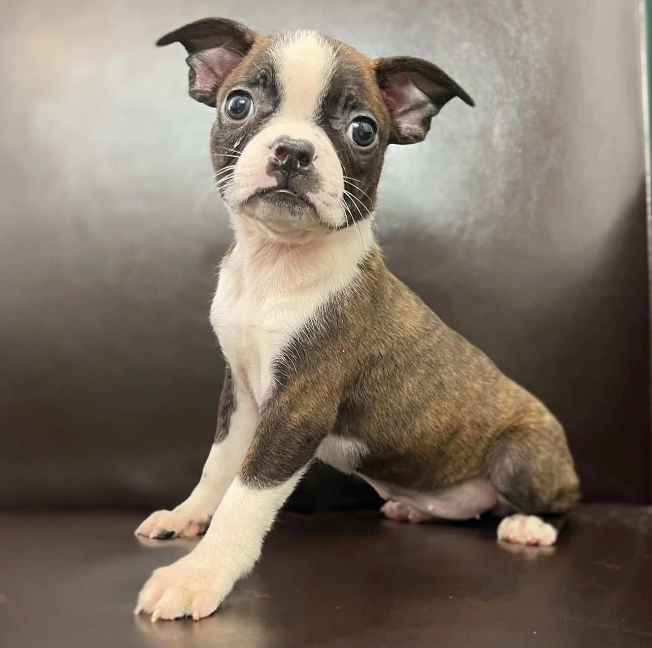 Boston Terrier Puppies for Sale in Texas – Premier teacup Puppies