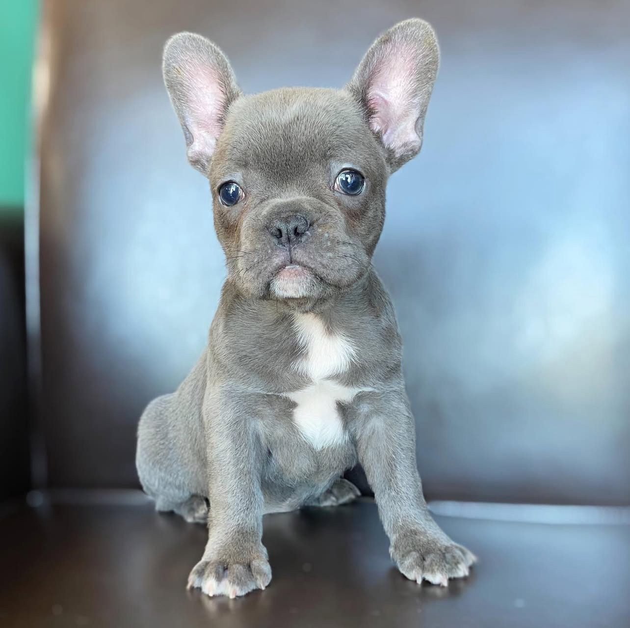French Bulldog Puppies for Sale Under $1000 | Premier teacup Puppies