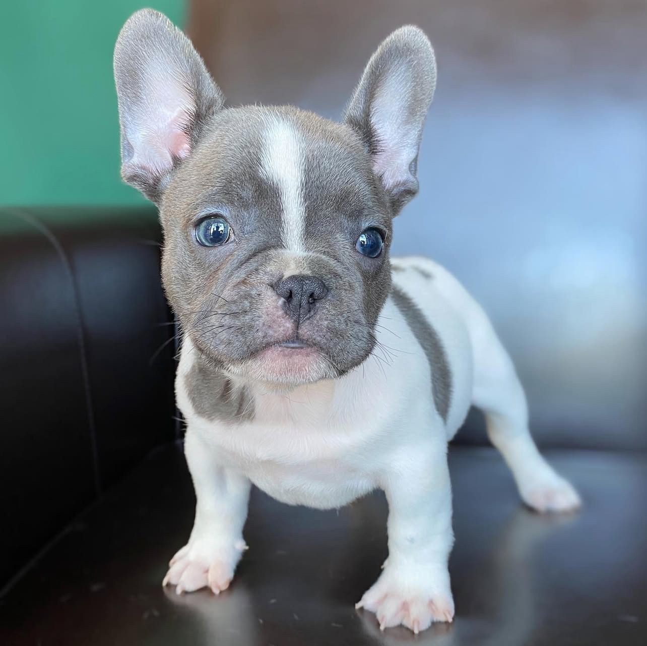 Adorable French Bulldog for Sale $200 | Premium Teacup Pups